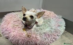 Chihuahua dogs for sale: XXS chihuahua girl 11months - Image 3
