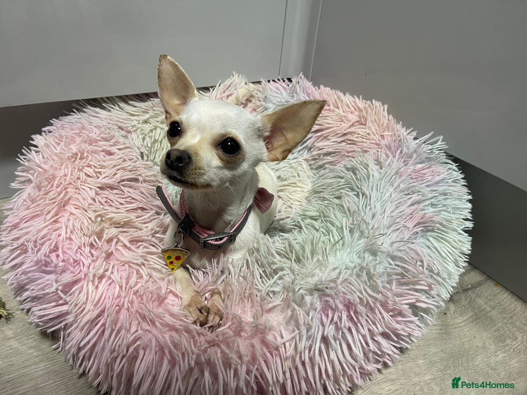 Chihuahua dogs for sale: XXS chihuahua girl 11months - Image 3