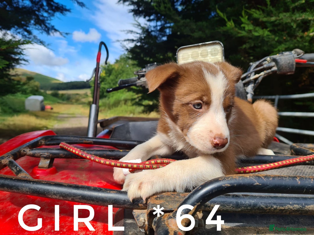 Border Collie dogs for sale: Fabulous Border Collie pups black, white, red. - Image 11