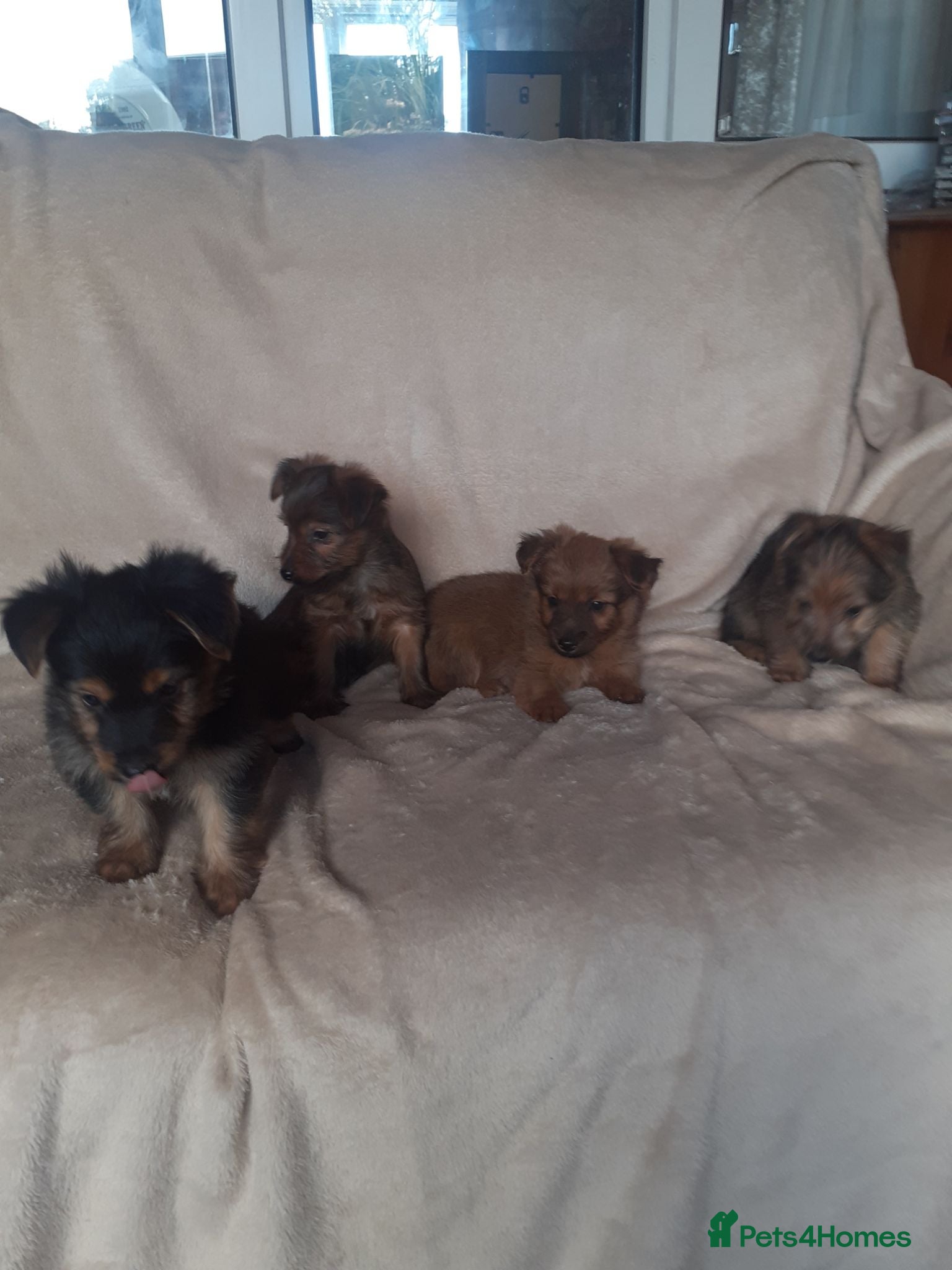 Yorkshire Terrier dogs Yorkie terrier x - Advert 7