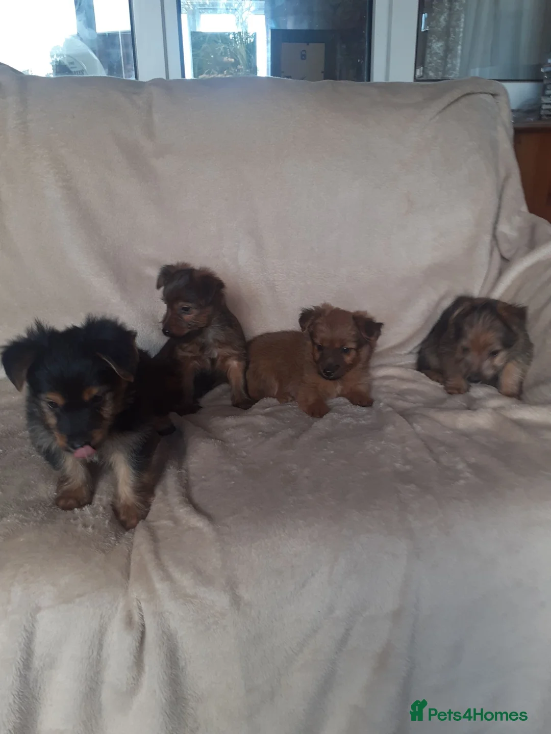 Yorkshire Terrier dogs for sale: Yorkie terrier x - Advert 1