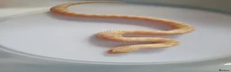 Snake reptiles for sale: Ultramel & Frosted CB26 western hognose Babies  - Advert 2