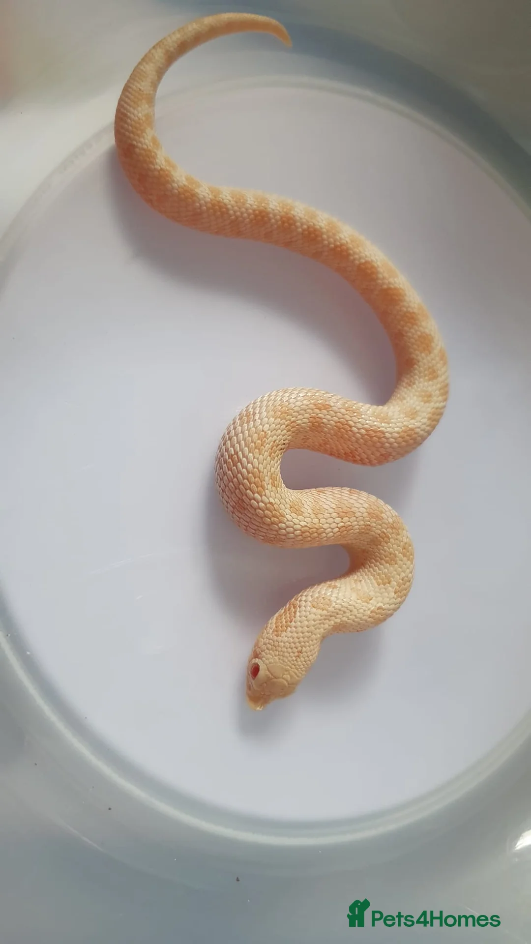 Snake reptiles for sale: Ultramel & Frosted CB26 western hognose Babies  - Advert 2