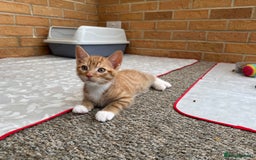 Mixed Breed cats for sale: Cute Kittens for Sale - Ginger, Grey and Black - Image 4