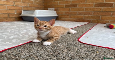 Mixed Breed cats - Advert 9