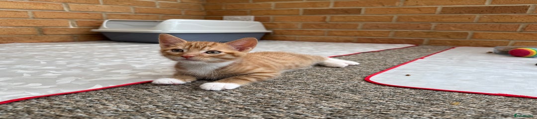 Ginger 
