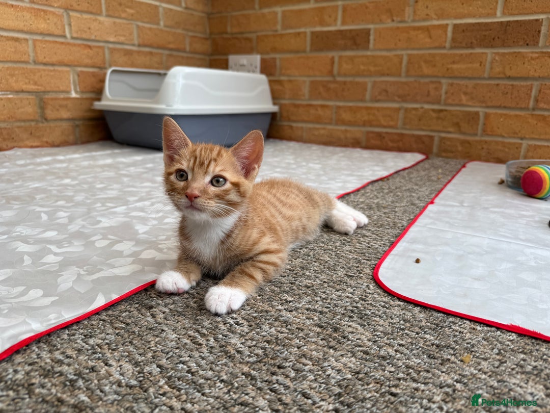 Mixed Breed cats for sale: Cute Kittens for Sale - Ginger, Grey and Black - Image 4