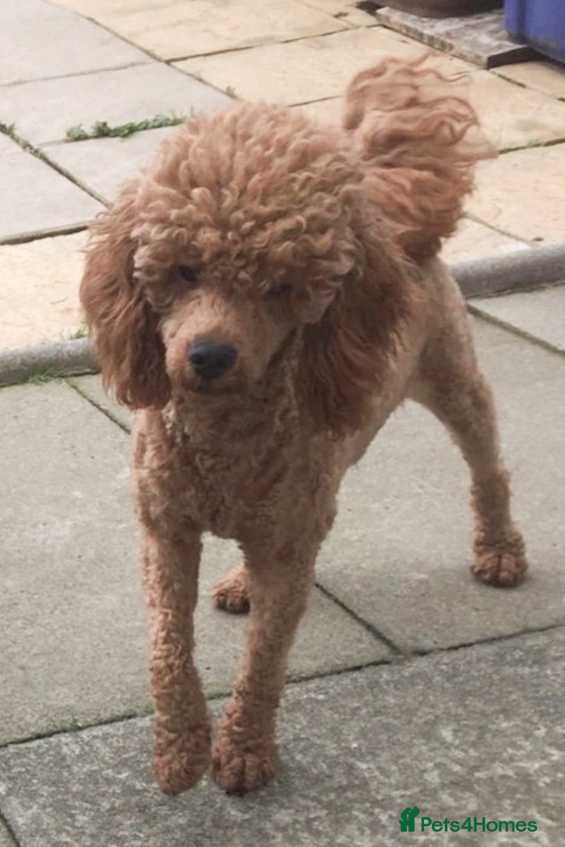 Miniature Poodle dogs Miniature poodle for stud service  in Blackburn - Advert 1