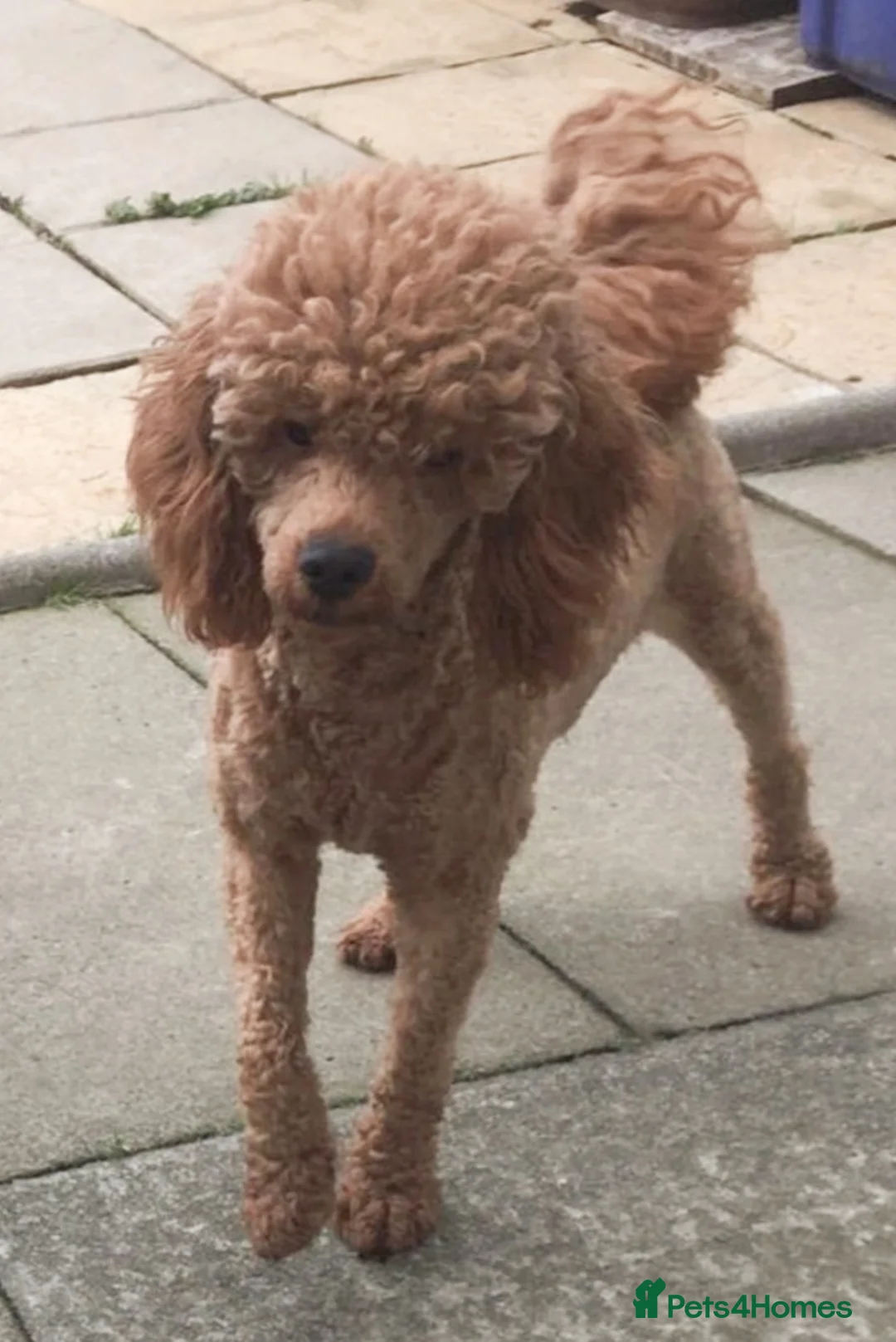 Miniature Poodle dogs for stud: Miniature poodle for stud service  in Blackburn - Advert 1