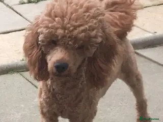 Miniature Poodle dogs Miniature poodle for stud service in Blackburn - Advert 1