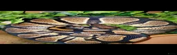 Python Snake reptiles for sale: Royal Python  - Advert 8