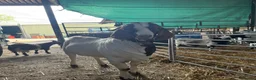 Goats livestock for sale: Boer goat in tire  in Beaminster - Advert 1