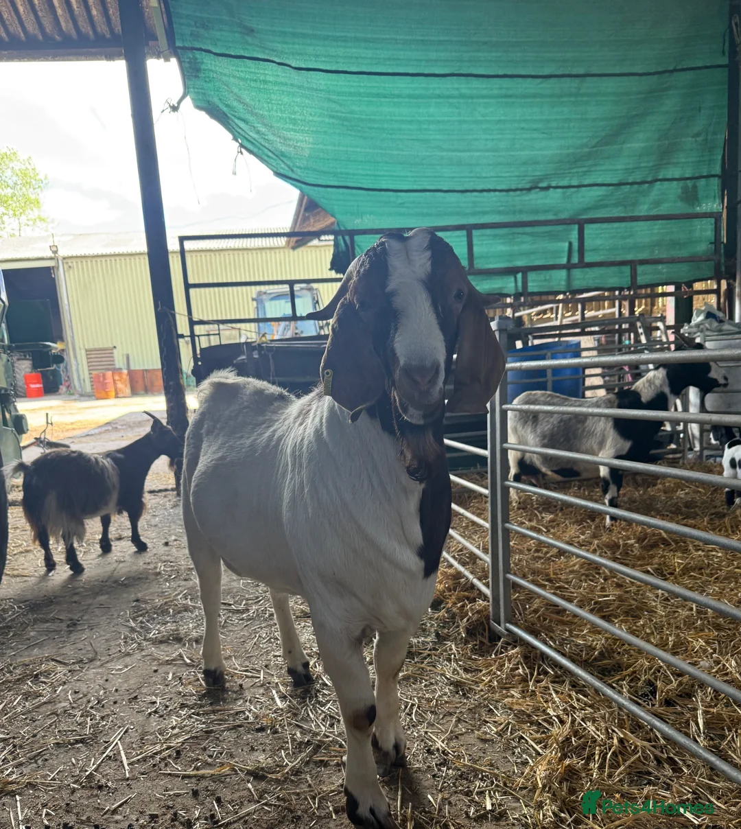 Goats livestock for sale: Boer goat in tire  in Beaminster - Advert 1