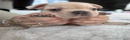 French Bulldog dogs for sale: 3 chunky French bulldog puppies 😍 🐶  - Advert 8