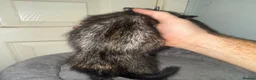 Mixed Breed cats for sale: 3 baby’s ready for there forever homes  in Maidenhead - Advert 15