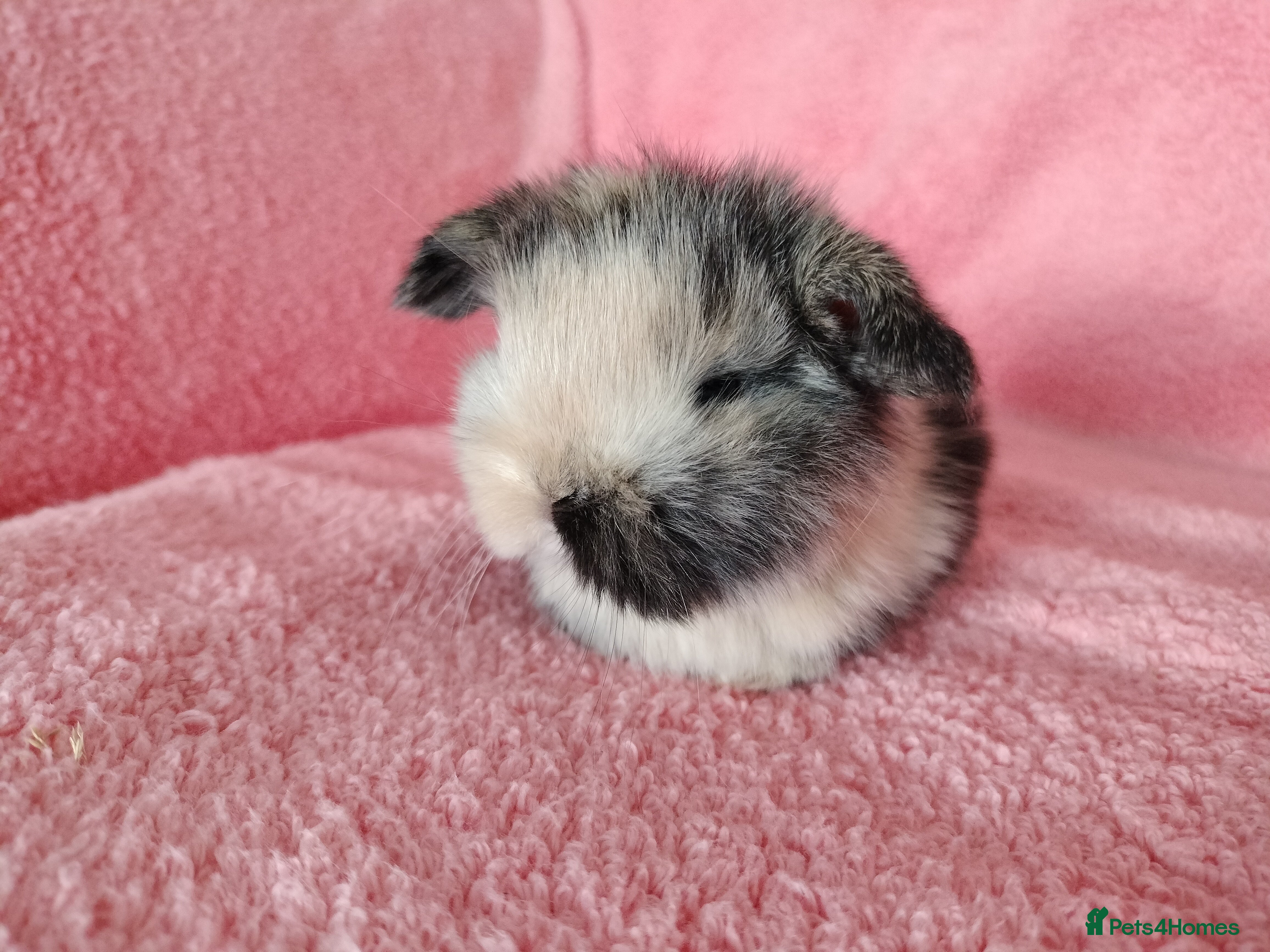 Mini Lop rabbits Baby mini lops for sale  - Advert 2