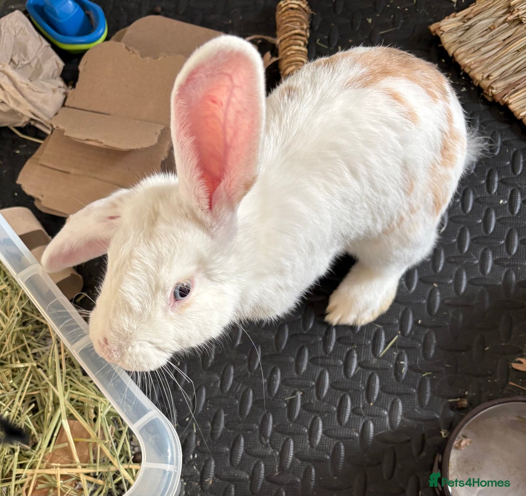 Mixed Breed rabbits for sale: Gorgeous neutered boy needing home - Advert 2