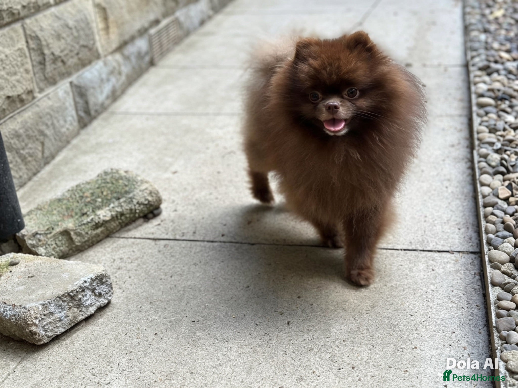 Pomeranian dogs KC Chocolate Teddy bear 🧸  - Advert 2