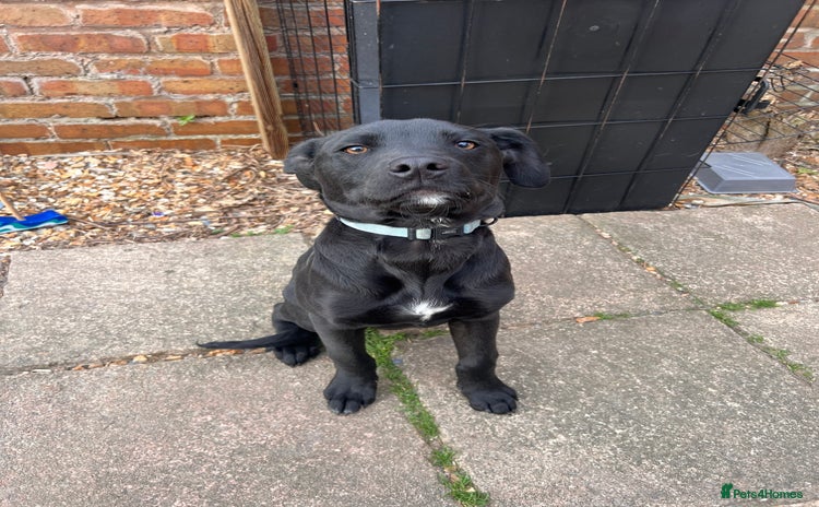 Mixed Breed dogs - Advert 3