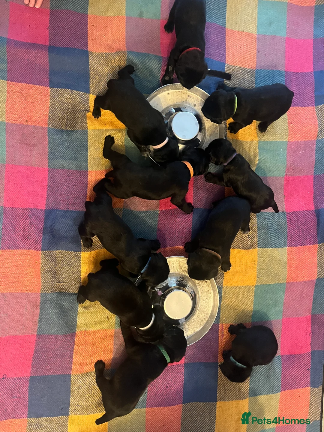 Mixed Breed dogs for sale:  Ready for their forever home - Advert 2