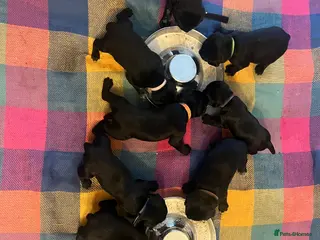 Mixed Breed dogs Pointer/lab pups in Glasgow - Advert 2