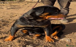 Rottweiler dogs for sale: 🦍🖤🤎KC REG 5 star breeders🤎🖤🦍 - Image 13