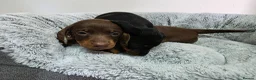 Dachshund dogs for sale: Beautiful Standard Dachshund Puppies  - Advert 19