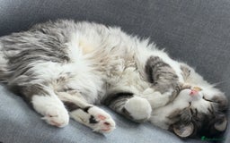 Munchkin cats for sale: Pedigree TICA Munchkin Kittens – Short Legs 🐈 - Image 22