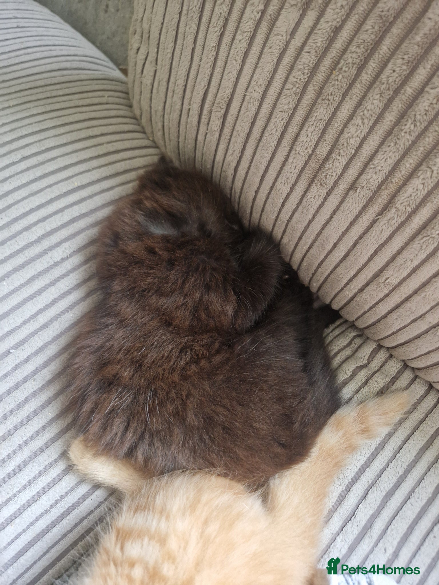 Mixed Breed cats for sale: 2 gorgeous kittens left  - Advert 4