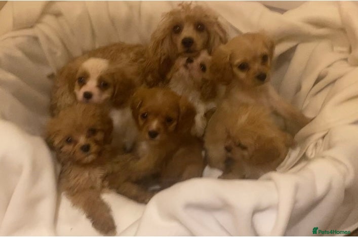 Cavapoo dogs Top quality DNA clear Inc BVA Eyes/Heart  - Advert 4