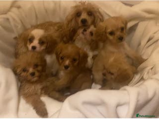 Cavapoo dogs Top quality DNA clear Inc BVA Eyes/Heart - Advert 4