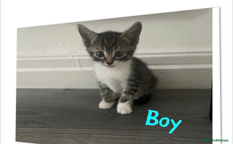 Mixed Breed cats - Advert 7