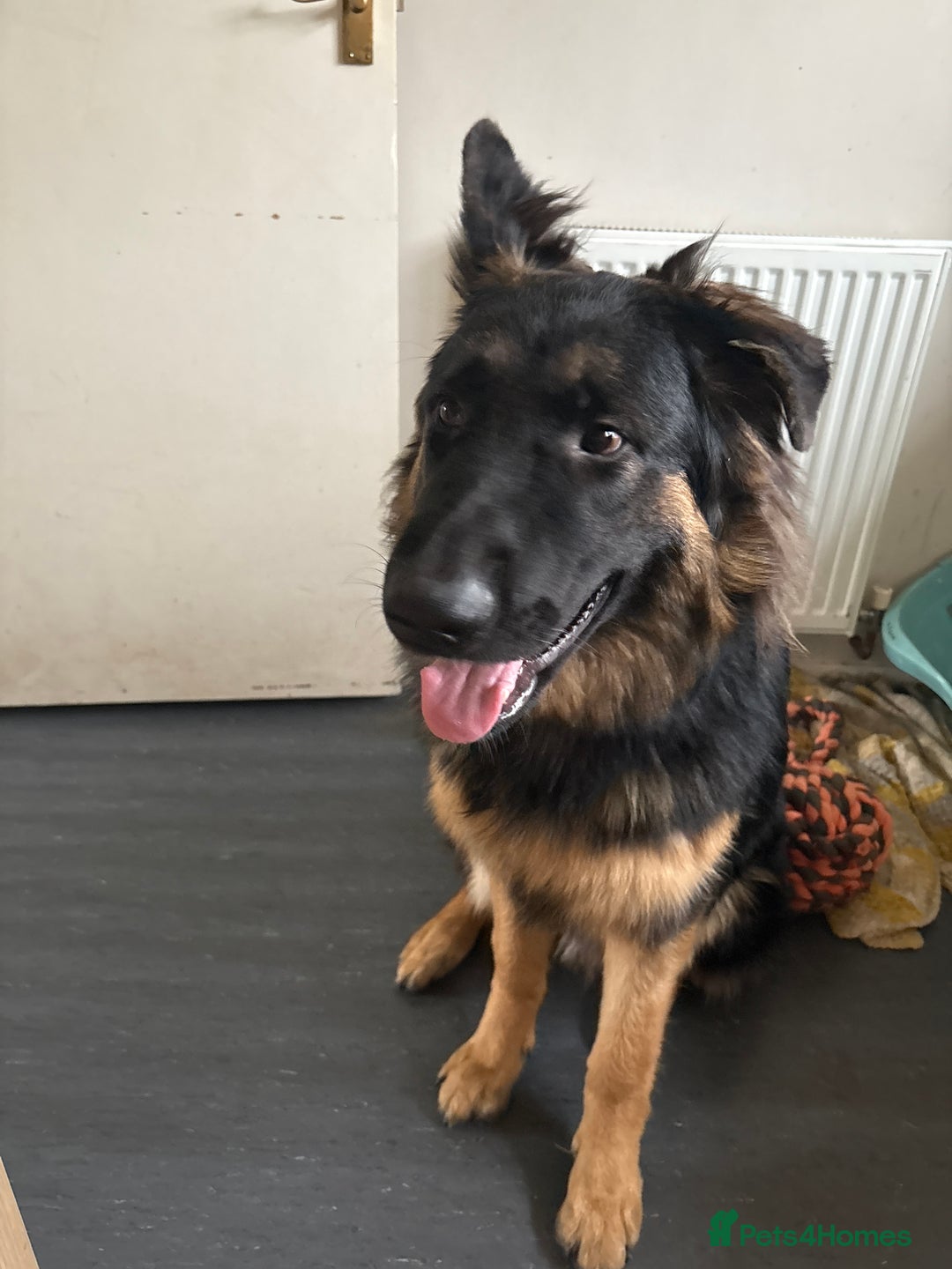 German Shepherd dogs for sale: Rehome 7 month old puppy  - Image 1