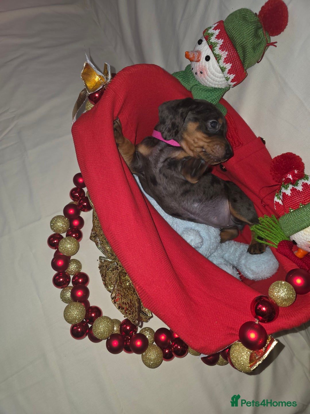 Miniature Dachshund dogs for sale: Miniature dachshund  - Advert 29