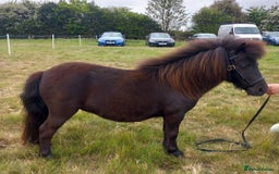 Shetland pony horses for sale: Registered miniature Shetland filly  - Image 1