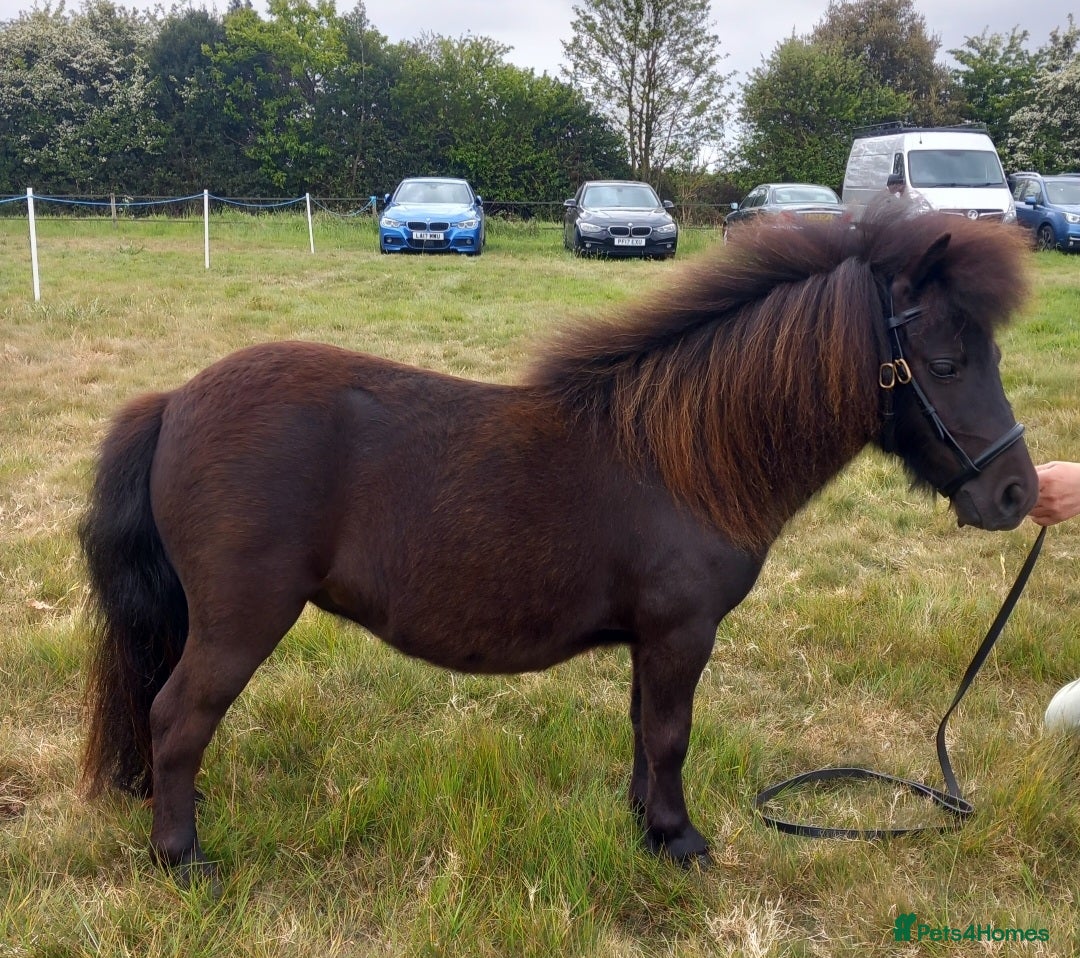 Shetland pony horses for sale: Registered miniature Shetland filly  - Image 1