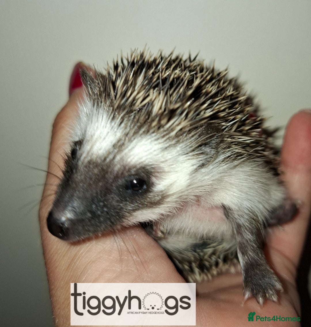 Pygmy Hedgehog rodents for sale: Handsome boys available-new pics added 5/8 - Image 4