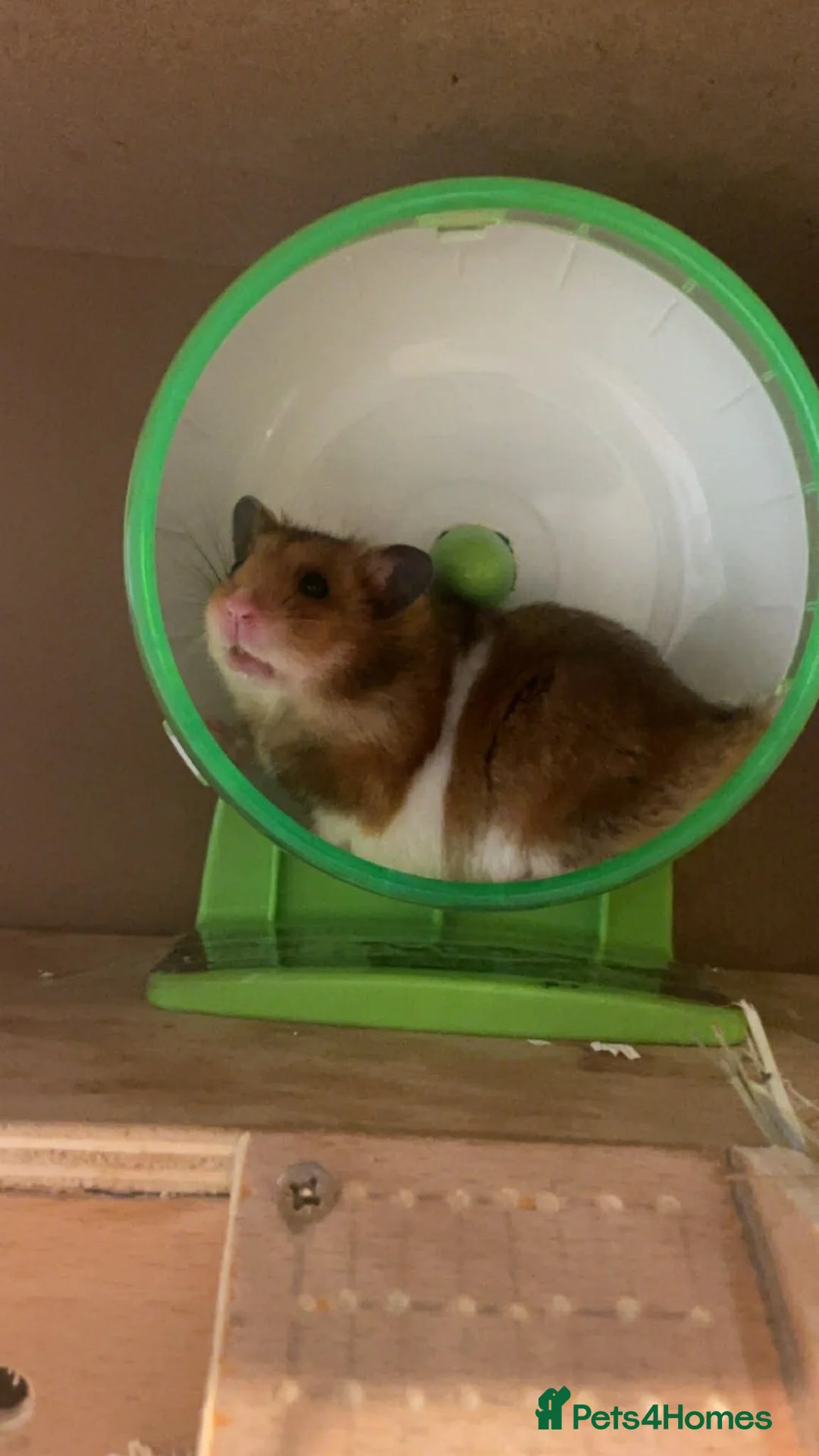 Hamster rodents for sale: Ginger and white hamster in Abingdon - Advert 1