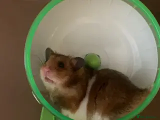 Hamster rodents Ginger and white hamster in Abingdon - Advert 1