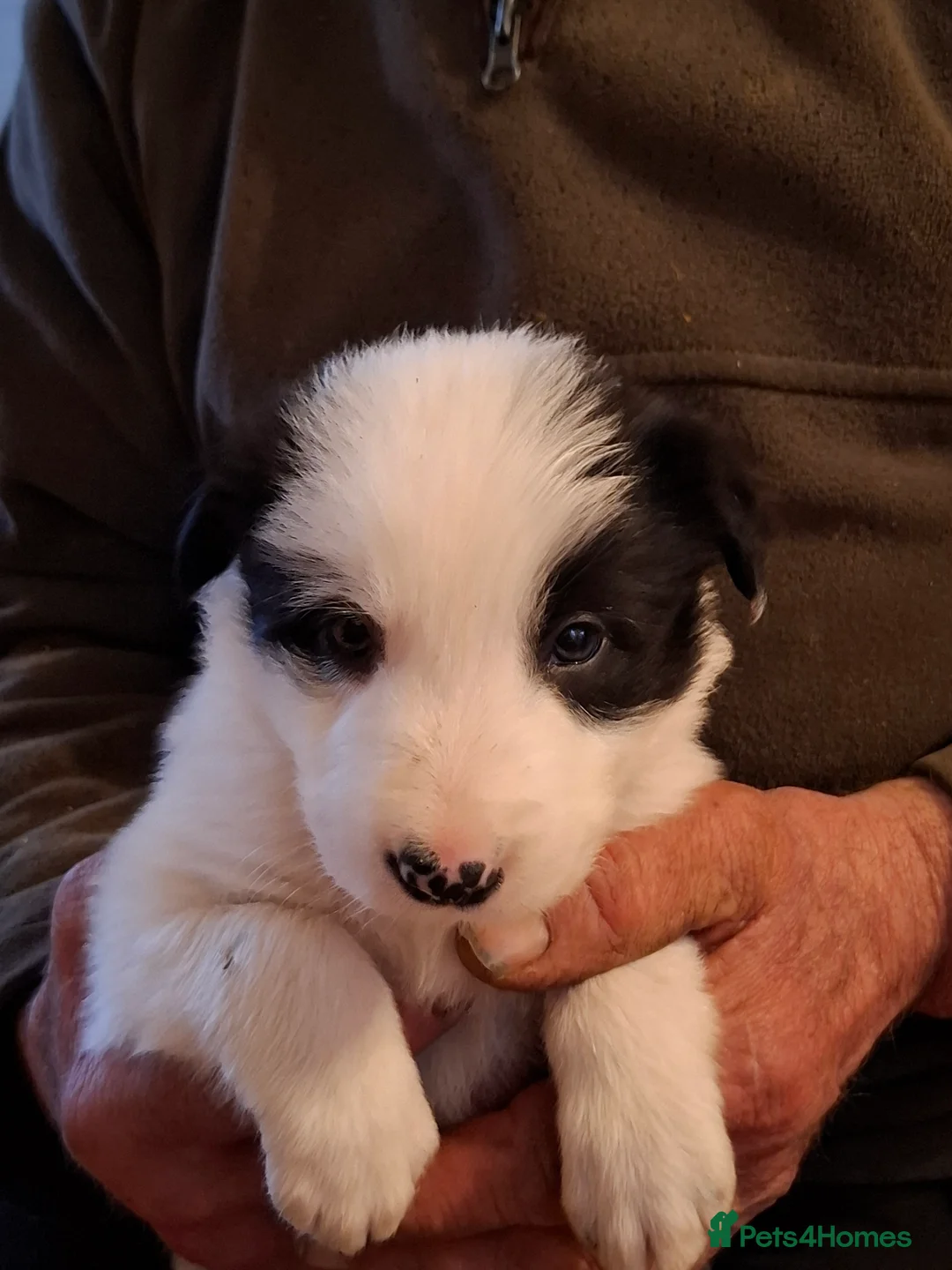 Border Collie dogs for sale: Border Collie puppies - Advert 4