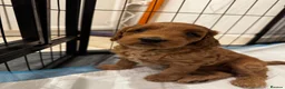 Mini Goldendoodle dogs for sale: Gergeous Red & Apricot Mini Doodle Puppis - Advert 5