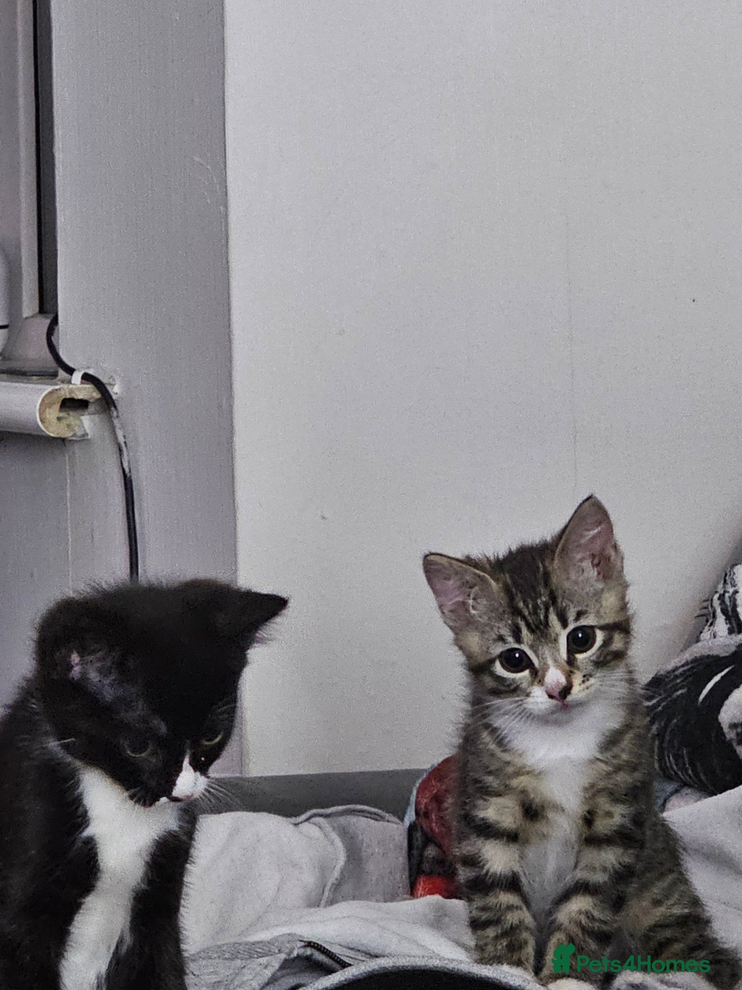 Ragcoon cats for sale: 2 Male kittens looking for forever homes  - Image 11