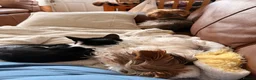Mixed Breed cats for sale: Socks - Advert 3