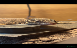 Monitor reptiles for sale: Female ackie monitor lizard - Image 4