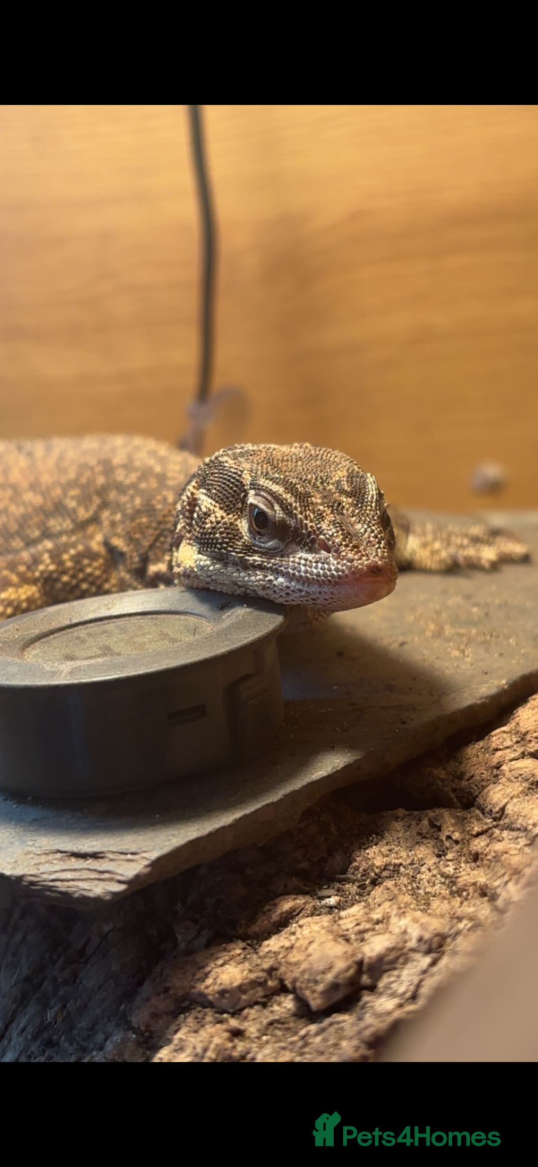 Monitor reptiles for sale: Female ackie monitor lizard - Image 4