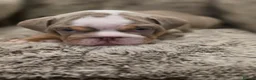 English Bulldog dogs for sale: 3 beautiful tri colour female bull dogs in Bishop Auckland - Advert 6