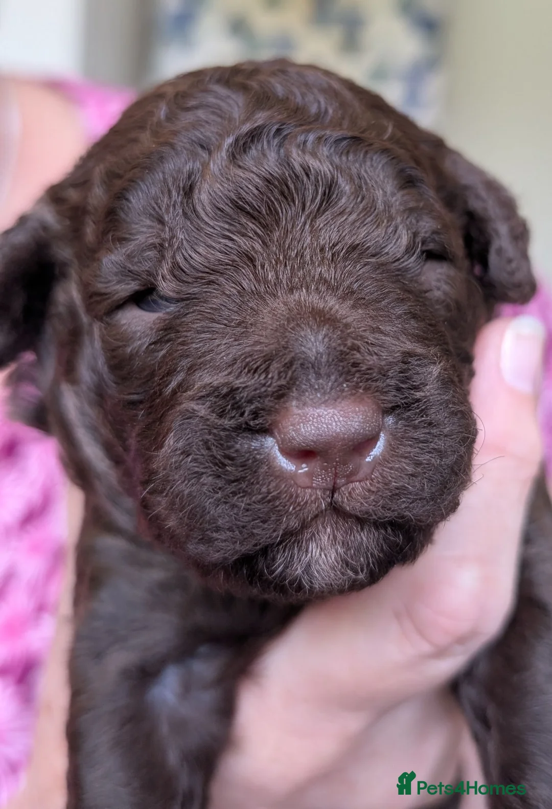Spanish Water Dog dogs for sale: Beautiful Spanish Water Dog Puppies in Loughborough - Advert 2