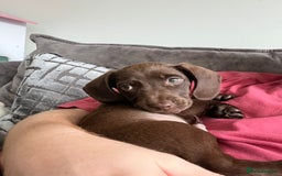 Mixed Breed dogs for sale: Docker pup for sale - Image 4