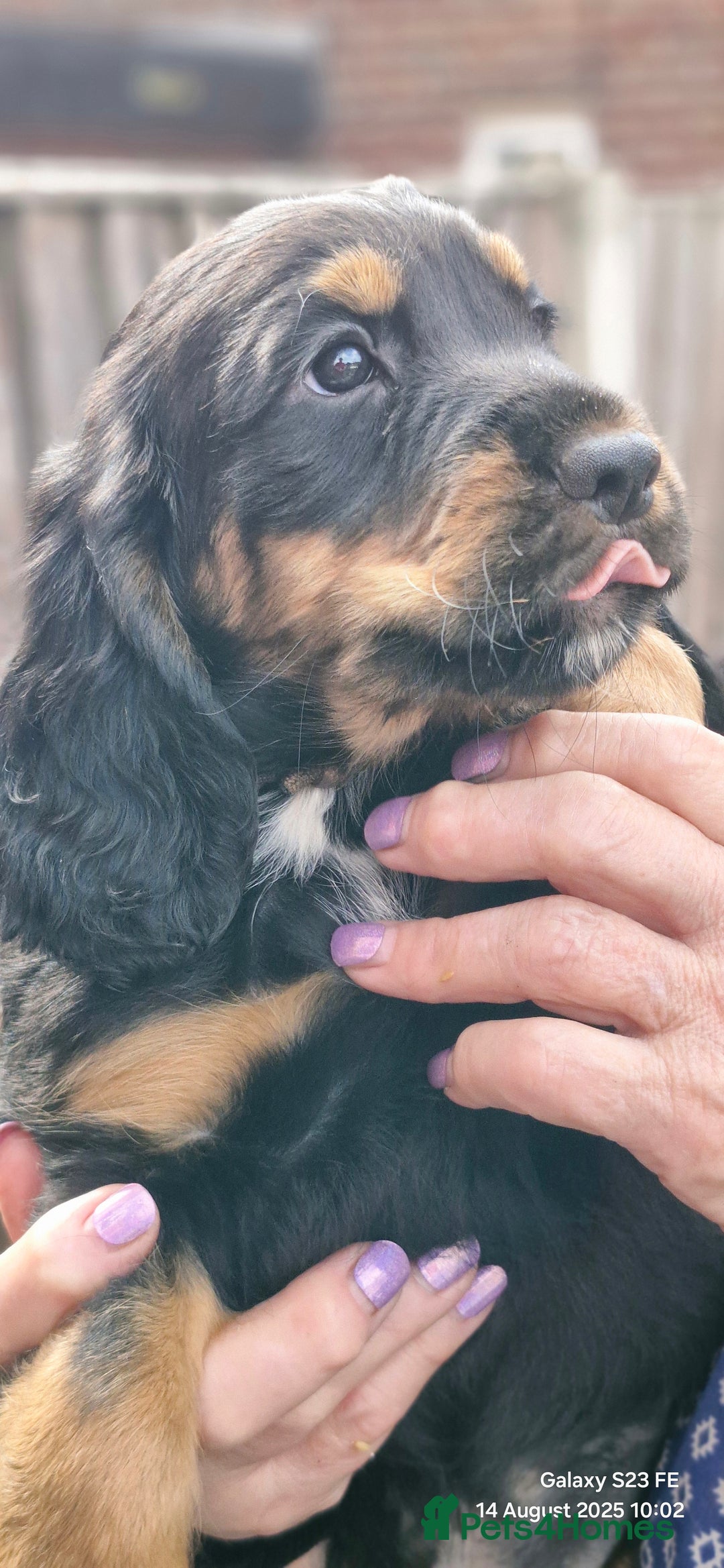 Cocker Spaniel dogs for sale: Cocker Spaniel puppies - Image 13