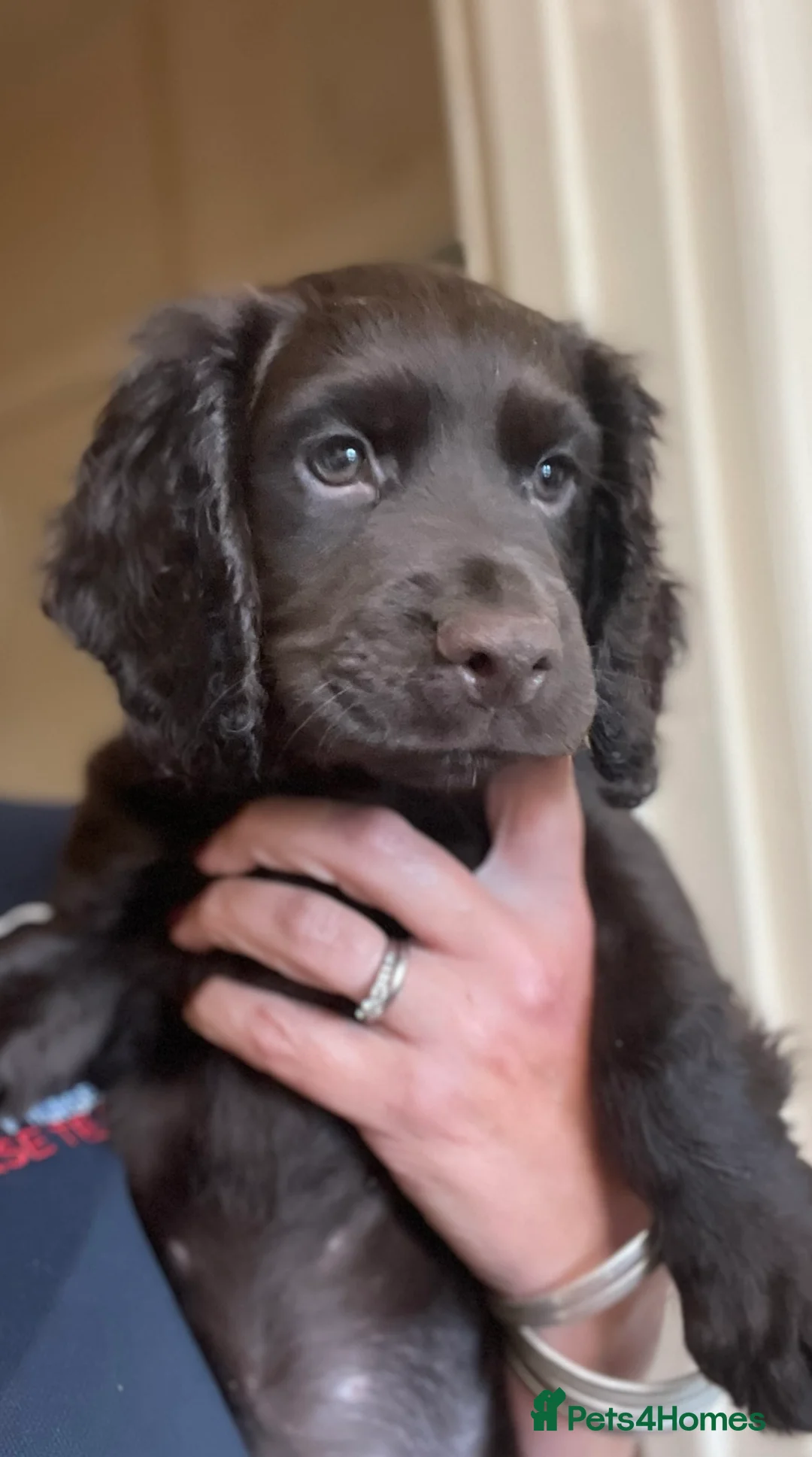 Cocker Spaniel dogs for stud: Stunning Chocolate & Tan Cocker Proven Stud in Burton-on-Trent - Advert 14